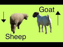 What Are The Differences Between Sheep Lamb Goat Ram And Mutton In 2020 Sheep And Lamb Goats Sheep