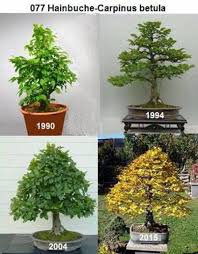 077a 1990 Hainbuche Jpg Bonsai Pflanzen Bonsai Baum Pflanzen
