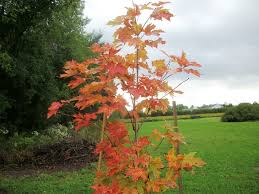 Maybe you would like to learn more about one of these? Fall Winter Care Of Your Maple Trees Maple Leaves Forever