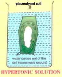 Maybe you would like to learn more about one of these? Show By A Series Of Diagram The Change Which A Plant Cell Will Undergo When Placed In A