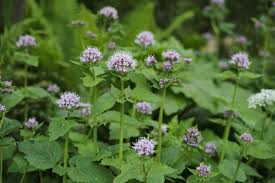 Image result for Valeriana