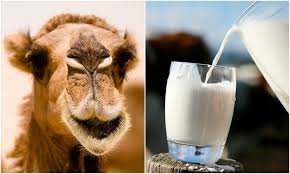 Camel milk has been used for centuries as a medicinal drink in middle eastern, asian, and african cultures 1). Camel Milk Everything You Need To Know With Photos Videos