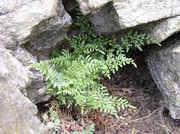 Image result for sleziník Asplenium