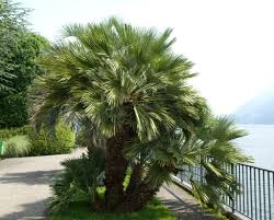 Die chinesische hanfpalme (trachycarpus fortunei) verleiht jedem garten ein tropisches ambiente. Hanfpalme Experten Tipps Zu Anbau Pflege Und Co Plantura