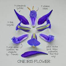 Botanical Dissections 3 Flickr Photo Sharing Iris Flowers Botanical Nature Experiments