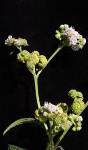 Image result for Ethulia vernonioides