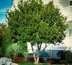 It can survive on poor soil and seaside conditions. Buy Wax Myrtle Trees Online The Tree Center