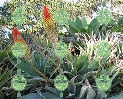 Aloe Vera Leaves Price Aloe Vera Leaf Aloe Vera Plants