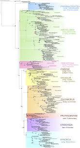 Image result for Ficus amadiensis