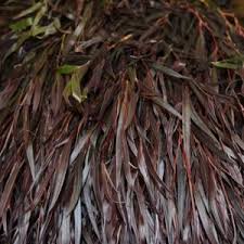 Image result for Agonis