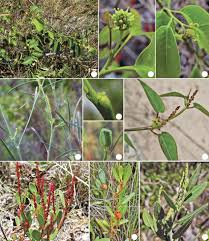 Image result for Maprounea