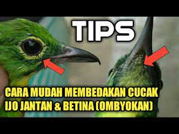 Cara Mudah Membedakan Cucak Ijo Jantan Betina Ombyokan Dan Ciri Cirinya Youtube