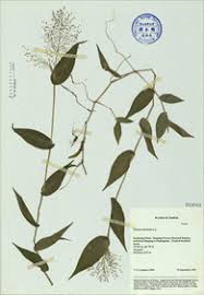 Image result for Panicum brevifolium