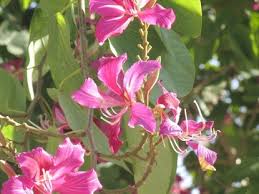 Banjong orchids is an orchid nursery in miami, fl that has been serving the community for many years with a wide range of services and products including orchid grower, blooming orchids, flowers, plants and much more. Hong Kong Orchid Bauhinia X Blakeana Naples Florida