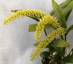 Image result for Liparis