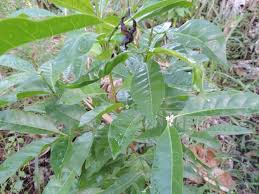 Image result for Polysphaeria