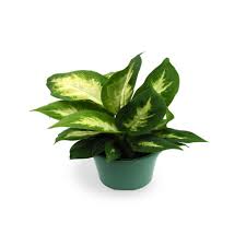 Buy Dieffenbachia Maculata Plants Online At Lowest Price