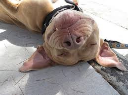 33 Terrifyingly Adorable Pit Bulls Pitbulls Pitbull Terrier American Pitbull Terrier