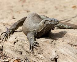 Monitor lizards differ from most other known species of lizards in that they have a high metabolism. Bengal Monitor Facts Diet Habitat Pictures On Animalia Bio