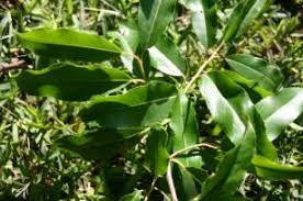 Image result for Secamone africana