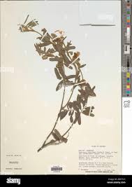 Image result for Tephrosia interrupta