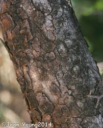 Image result for Pseudolachnostylis maprouneifolia