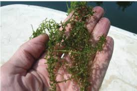 Image result for Elodea