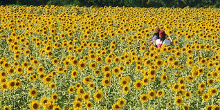 Pencinta bunga matahari atau nama botaninya 'helianthus annuus' juga tidak perlu ke ladang bunga matahari di thailand yang terkenal dengan keindahan flora itu ketika pintu sempadan negara masih. Romantisnya Ladang Bunga Matahari Di Saraburi Thailand Merdeka Com