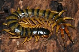 Image result for Centemopsis