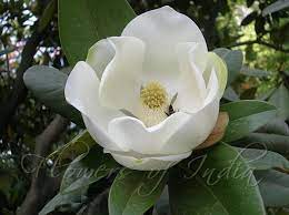 Magnolia Grandiflora Southern Magnolia Zone 6 10 70 90ft Tall And 30 50ft Wide Flower Colors Magnolia Flower Different Types Of Flowers Magnolia Grandiflora