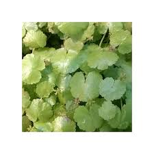 Image result for Hydrocotyle sibthorpioides