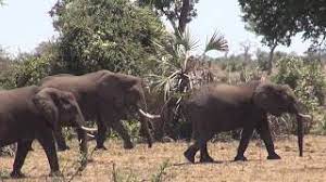 Wo liegen da die unterschiede?um eine kaufentscheidung zu erleichtern. At Kruger Park South Africa South Africa Africa Cute766