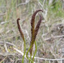 Image result for Schizaea