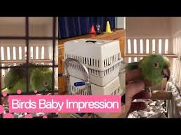 Bird That Sounds Like A Baby Crying Pin On Come Fly With Me