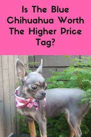 Is The Blue Chihuahua Worth The Higher Price Tag How To Train Your Dog Blue Chihuahua Chihuahua Chihuahua Dogs