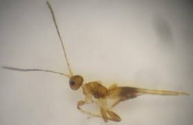 Résultat de recherche d'images pour "scolyte du figuier"