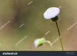 Image result for Crassocephalum rubens