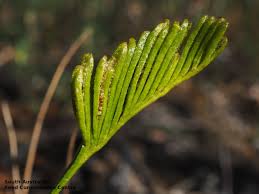 Image result for Schizaea