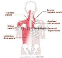 6+ Thousand Rhomboides Royalty-Free Images, Stock Photos & Pictures |  Shutterstock