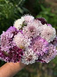 Image result for Scabiosa