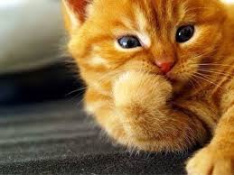 Anak kucing imut dan lucu tapi songong kucing adalah hewan yang lucu dan imut yang selalu berada di sekitar kita, juga. Download Video Kucing Lucu Nyanyi