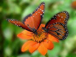Pin De Mechi Munoz En Butterflies Mariposas Bonitas Fondos Mariposas Mariposas