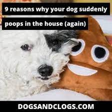 9 Reasons Why Your Dog Suddenly Poops In The House Again Dogsandclogs