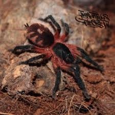 Image result for Lopholaena sp.no.1