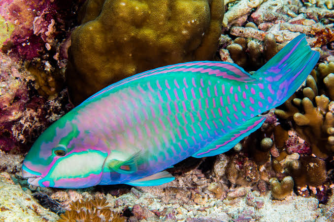 Bleeker's parrotfish • Chlorurus bleekeri • Fish sheet
