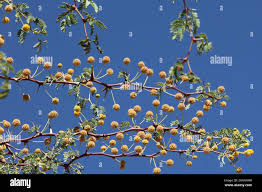 Image result for Acacia erioloba