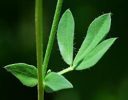 Image result for Lotus corniculatus