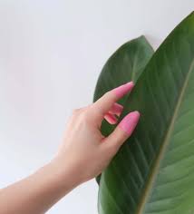Maybe you would like to learn more about one of these? Ultimate Bird Of Paradise Plant Care Guide Strelitzia Reginae Petal Republic