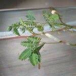 Image result for Aeschynomene fluitans