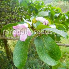 Image result for Rhigozum zambesiacum